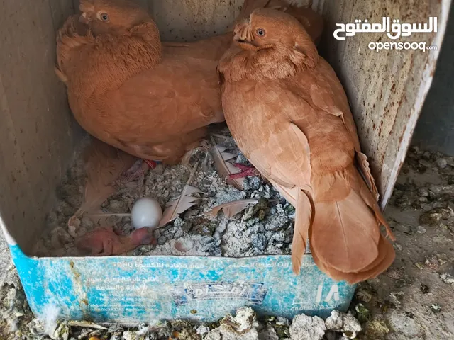 جواز للبيع كوم أو قطع