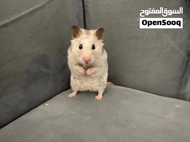 هامستر سوري
