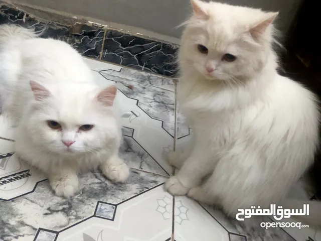 قطط شيرازي أمريكي