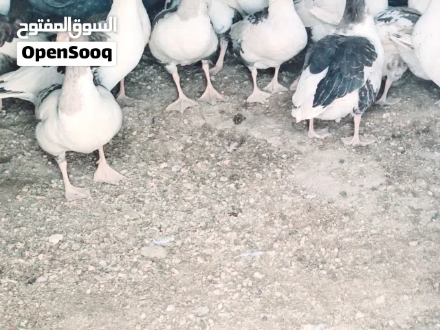 وز العدد20 حجم الله ايبارك