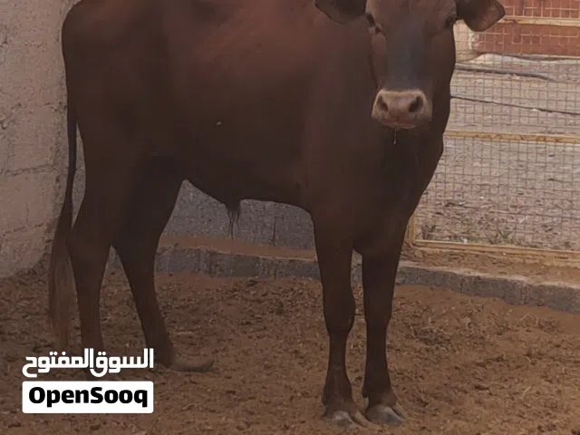 عجل عماني للبيع