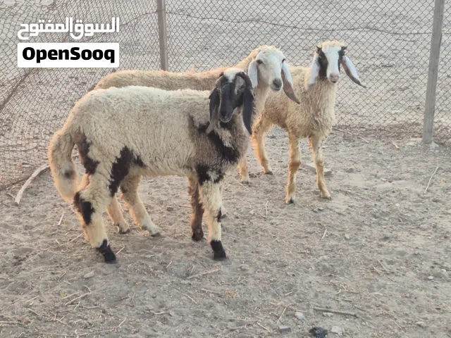حملات كشميريات