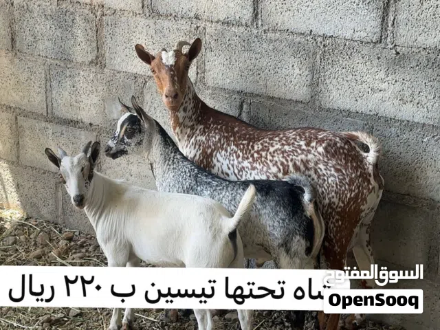 أغنام للبيع كل شي بسعره