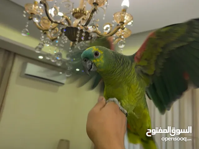 بلوفرنتد من اقوى الحبات بالاردن اليف جدا متكلم قوي سوره الكوثر ، الف صلاه وسلام ، ويه ويه بابا جا
