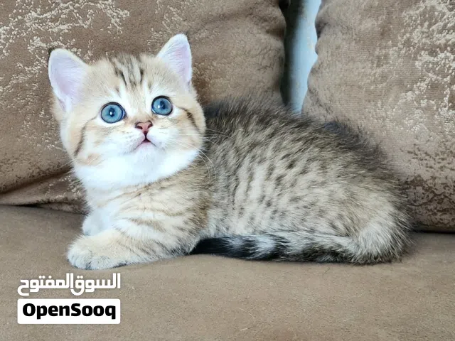 Munchkin luxury kittens