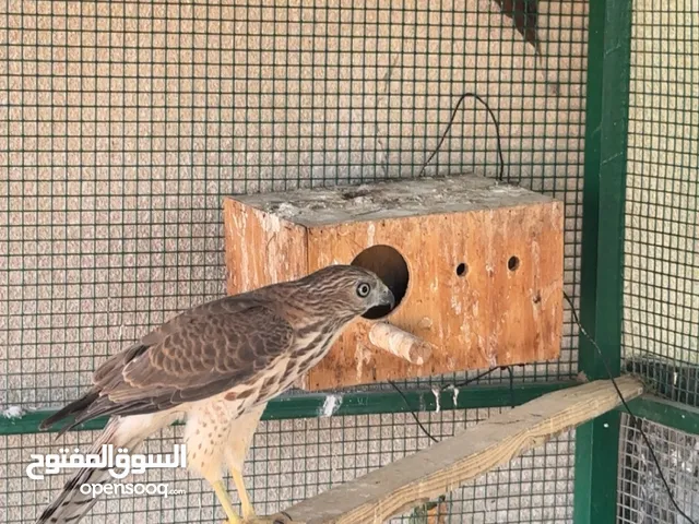 باز فرخ السنه