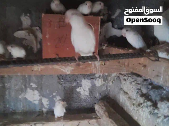 طيور بركاديلو حجم جامبو