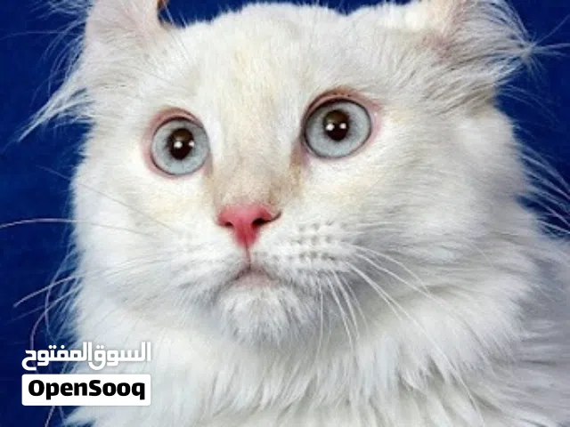 للنبديل بكوبيات مشكلات ودردة رةسي سرواال او لونق فيس او حاجات قوية للعلم سلاله نادره اول مره تخش للب