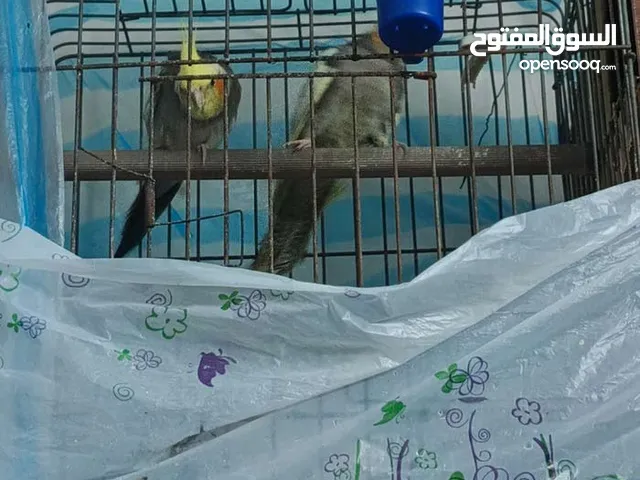 جوز كوكتيل للبيع