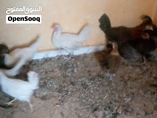 السلام عليكم ورحمه لله وبركاته في دجاج ربي يبارك