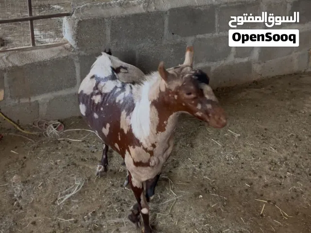 للبيع فحل من حلال صلاله