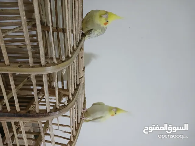 ببغاء كوكتيل