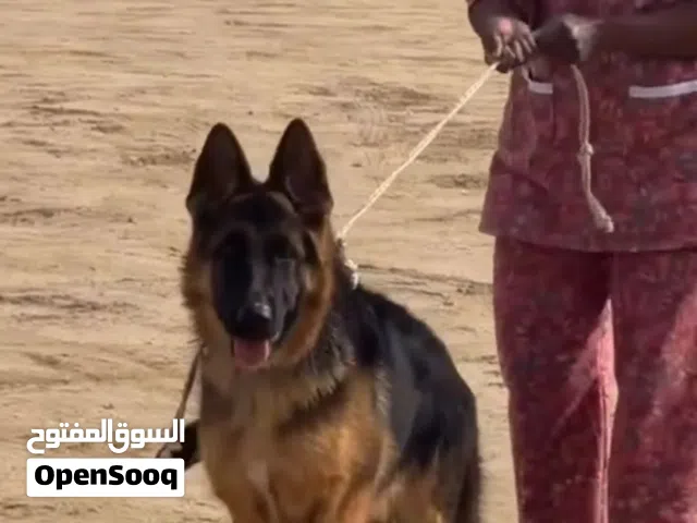 مفقوده الرجاء ممن يعثر عليها التواصل