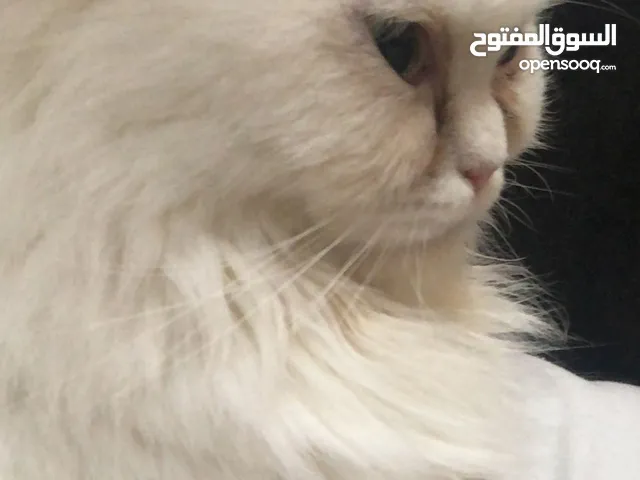قطه شيرازي للتزاوج في ابوظبي