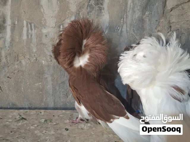 ابو الفوطه لبيع فول موصفات ومشروطات