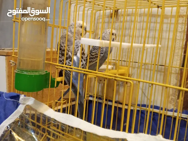 طيور الحب البادجي ذكر وانثى شقالين