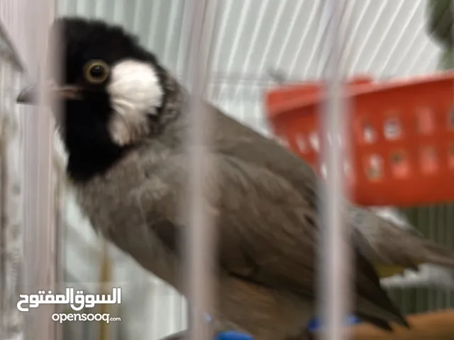 بلبل ربه اليف شرط عالايد للبيع