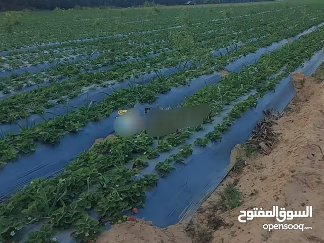 لاصحاب الاستثمارات مزرعة للتمليك 15 فدان في البحيرة الارض مسجلة بالش