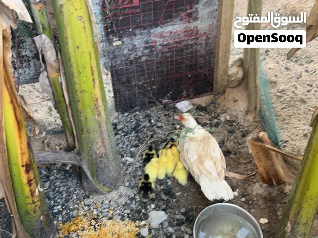 بط للبيع العد 10بط 6 حبات صغير