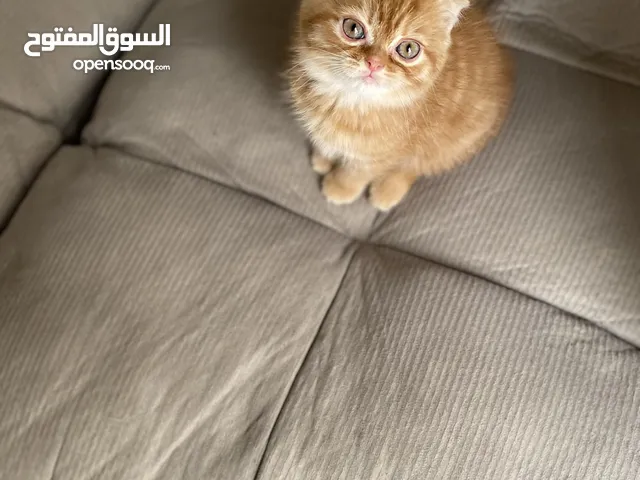 قط سكوتش فولد