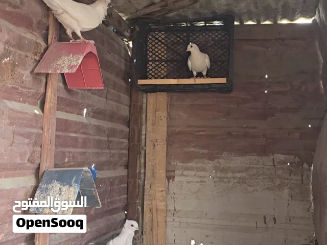 حمام ارافل