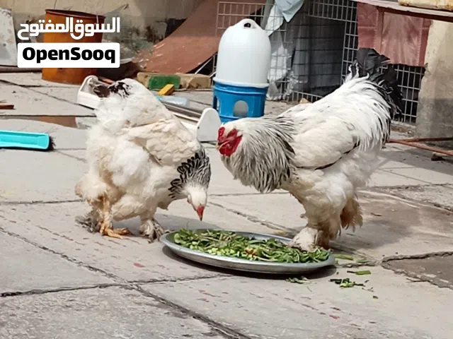 ديج ودجاجه برهامه شرط البيظ امايات