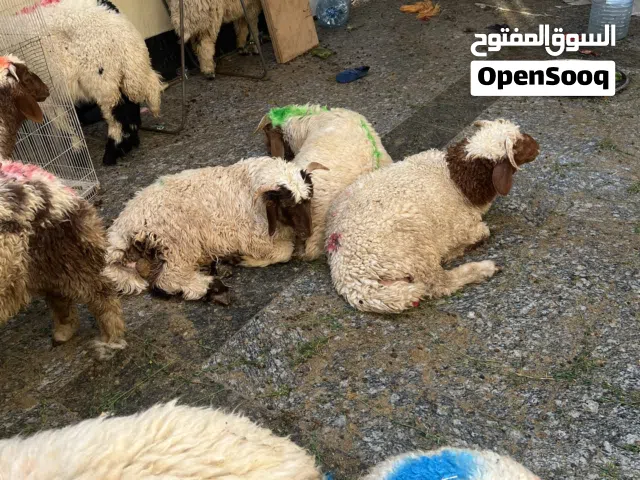 خرفان حلوات وكبار
