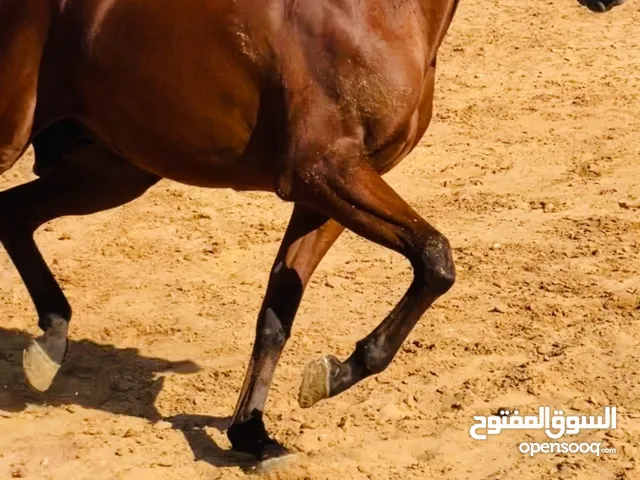 مهر عربي اهالي ابطال