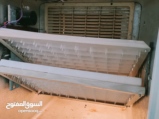 حضانة دجاج