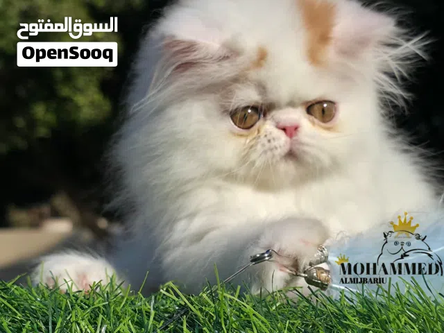 قطط فانات بيرشن بيكي فيس