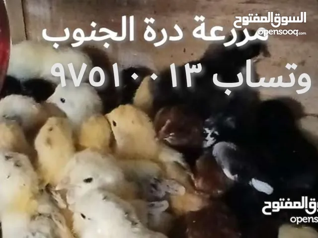 للبيع فروخ دجاج عربي