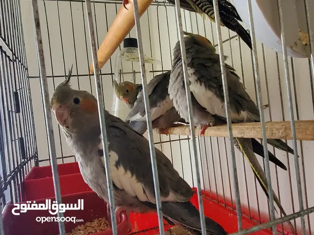 فراخ طيور الكروان (الكوكتيل)