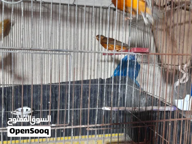 طيور كنار ذكور11 واناث 7جاهزة للبيع  ايه من الجمال البيع على  الكوم