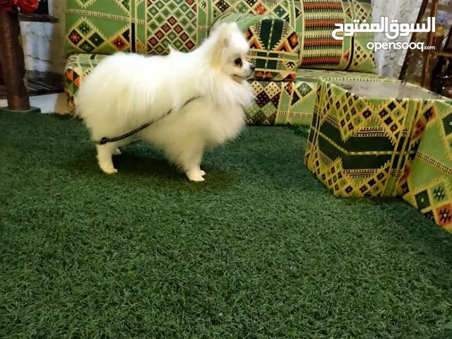 بومرينيان لعوب جداً بسعر مغري
