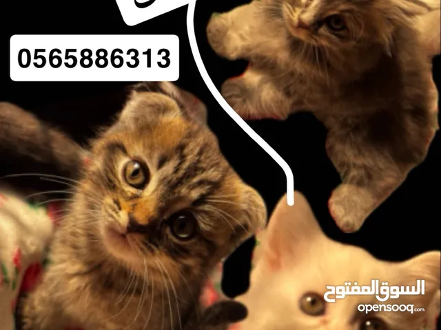 كيتنز سكوتش فولد شيرازي ميكس