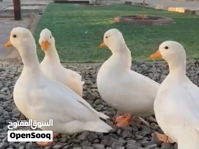 للبيع طيور نوادر لمحمية