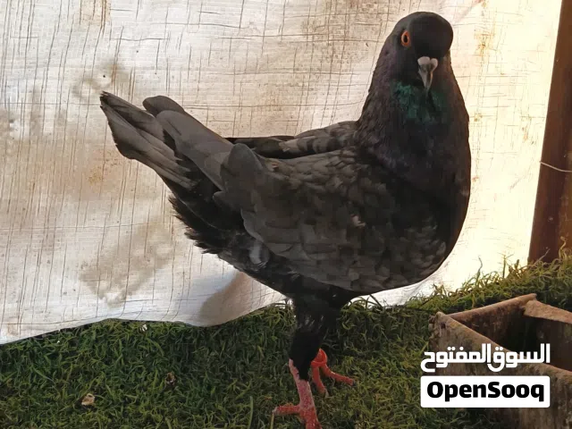 جوز شغال مكفول