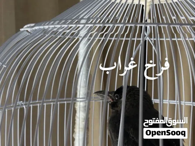 فرخ غراب عس