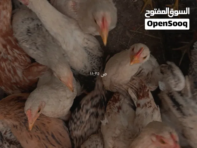 لبيع دجاج عمانيات
