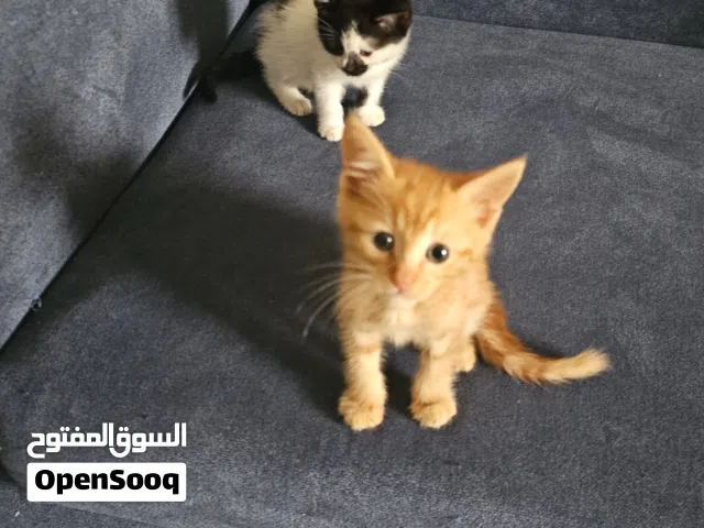 بستين مرره دلعوين للبيع باىمدينه المنوره