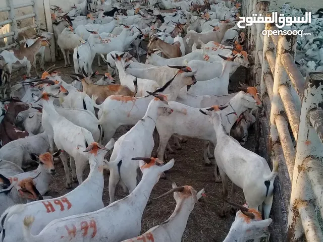 مطلوب مستثمر لفترة عيد الاضحى المبارك