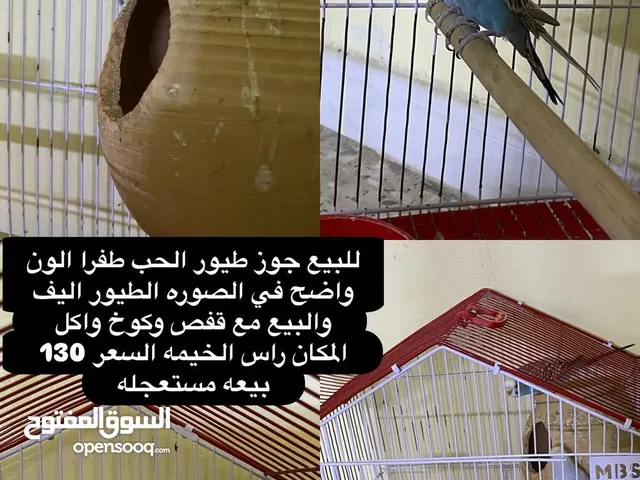 الوصف هام جدان