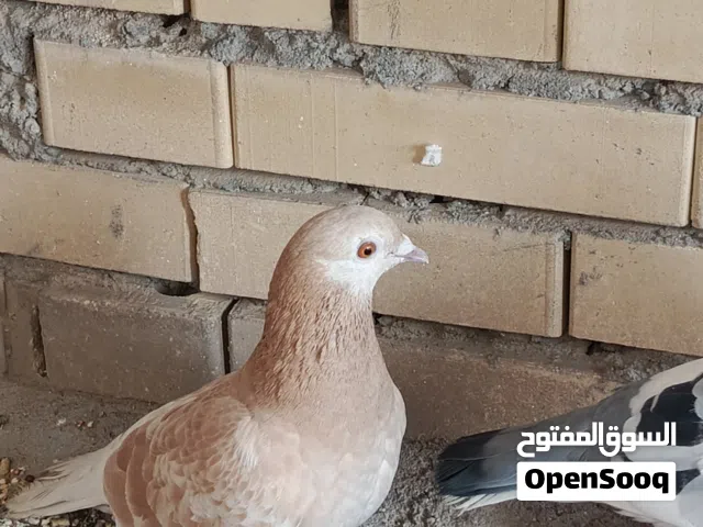 زواجل الوان مميزه وجميله جدا ومضمونات من كلشي