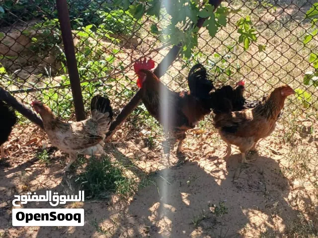 دجاج عربي للبيع