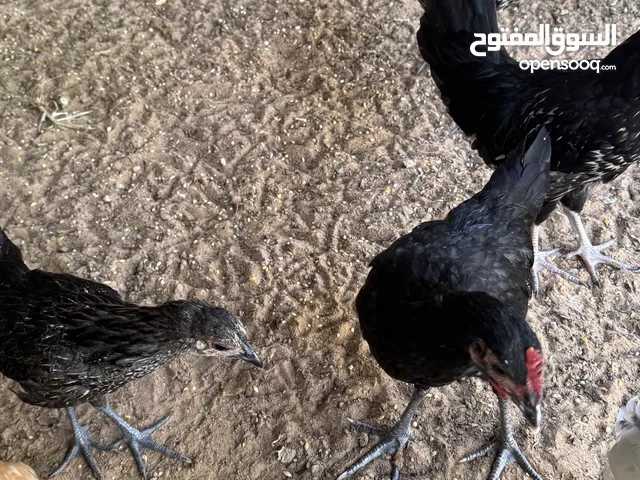 4 black chicken for sale