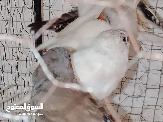 طيور جنه    27 حبه