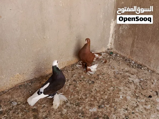 حمام للبيع