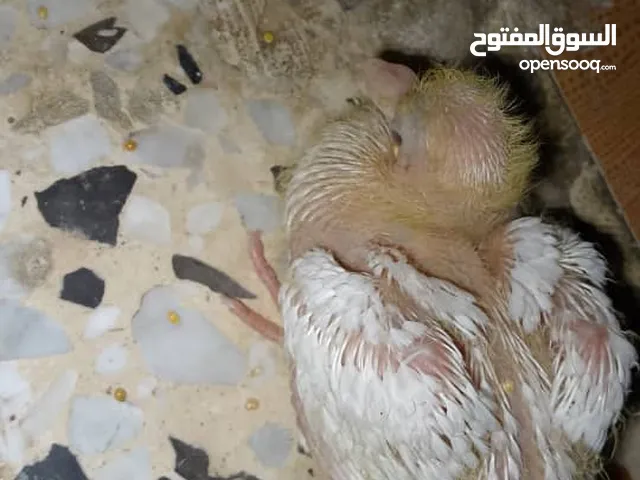 4 فروخ حمام للبيع او  للتبديل
