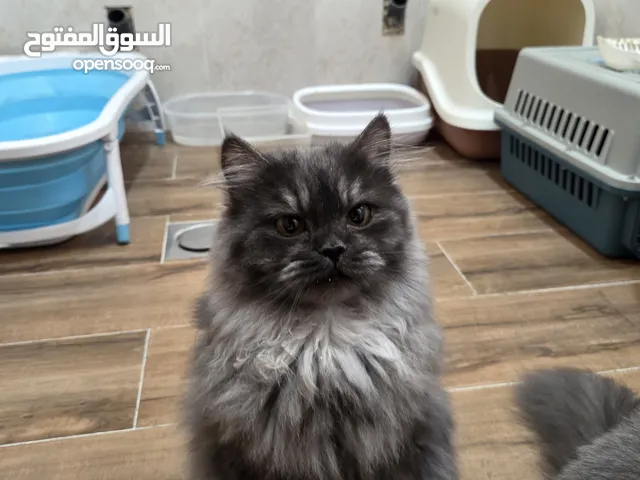 قط ذكر وأنثى