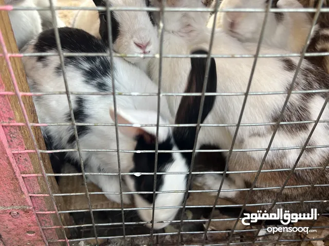 أرانب صحية وجميلة للبيع: تشكيلة فاخرة لجميع الأذواق! امتلك رفيقًا لطيفًا وممتعًا لبيتك الآن.